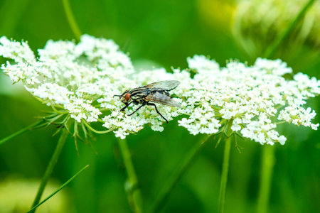 common fly on carrot flowerの写真素材