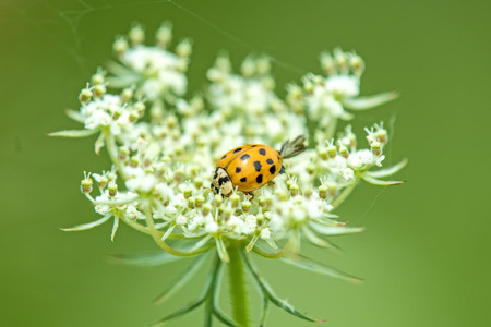 lady beetle on a wild carrotの写真素材