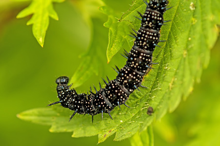 Caterpillar of peacock butterfly on stinging nettleの写真素材