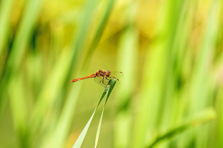 Ruddy darter, male sitting on a grassの写真素材