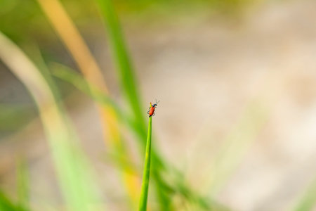 small red beetle on a grassの写真素材