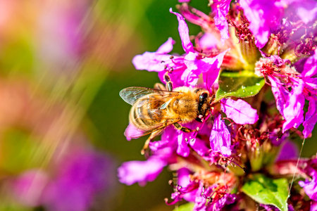 bee on flower