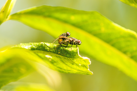 flies during reproductionの写真素材