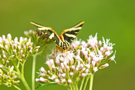 Jersey tiger on a flowerの写真素材