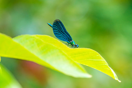beautiful demoiselle, dragonfly on a leaf