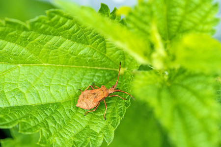 dock bug on a leafの写真素材