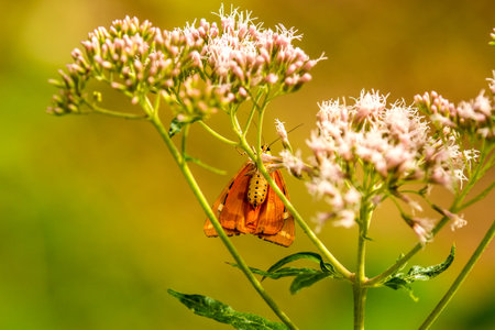 Jersey tiger on a flower
