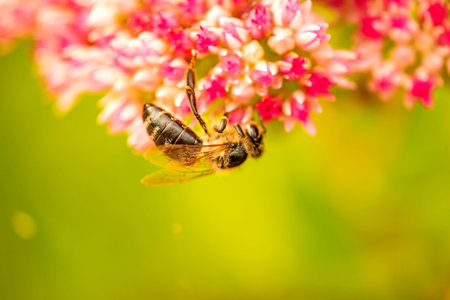 bee on flower of livelong