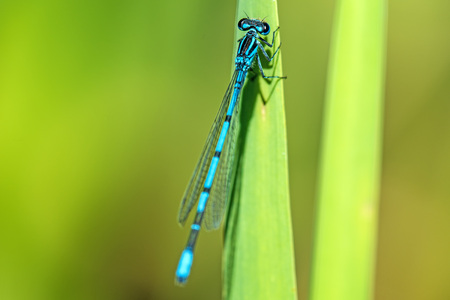 Azure Damselfly sitting on grass near a pondの写真素材