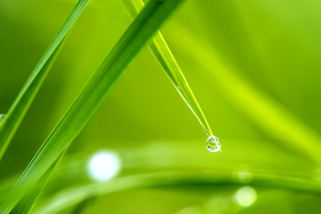 dew drops on grassの写真素材