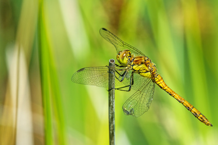 Ruddy darter, female sitting on a grassの写真素材