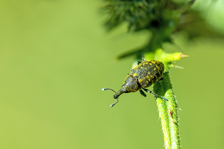 the large pine weevilの写真素材