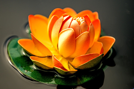 water lily, artificially in a barrelの写真素材