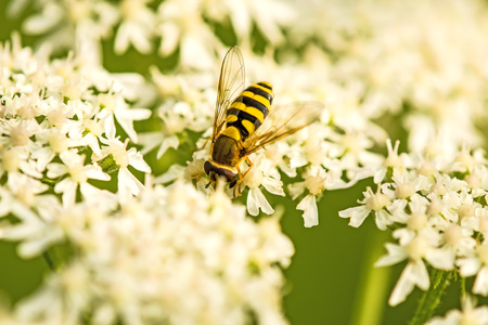 hover-fly on a flowerの写真素材