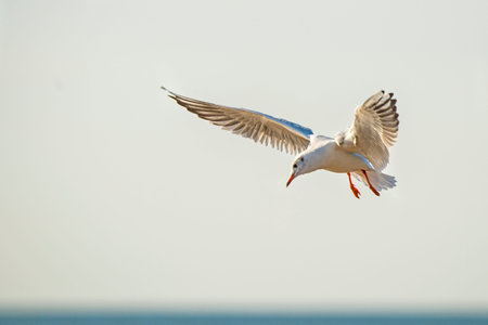 Black-headed gull flying deep over the beach