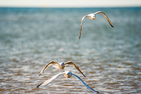 Black-headed gull flying deep over the beach