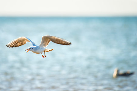 Black-headed gull flying deep over the Baltic seaの写真素材