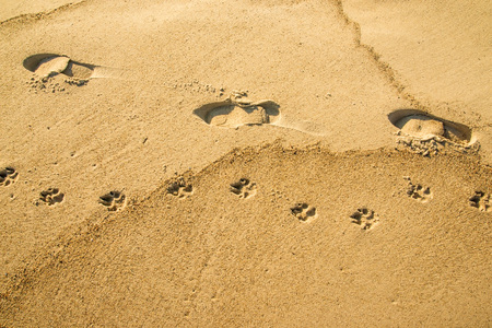 track on a beach, man with dogの写真素材