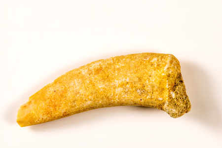 dinosaur tooth, fossil, closeup 
の写真素材