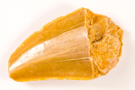 dinosaur tooth fossil, closeupの写真素材