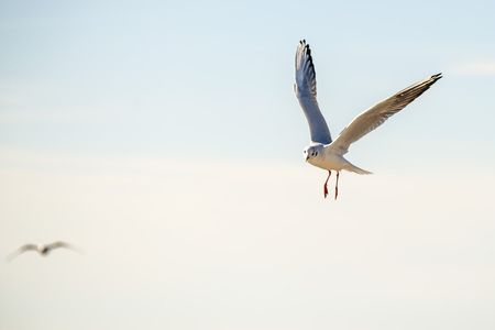 Black-headed gull flyingの写真素材