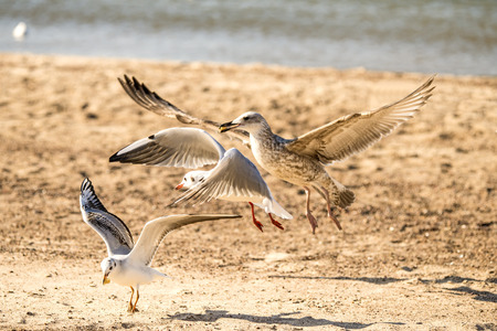 gulls flying over a beach of the Baltic sea in Poland
の写真素材
