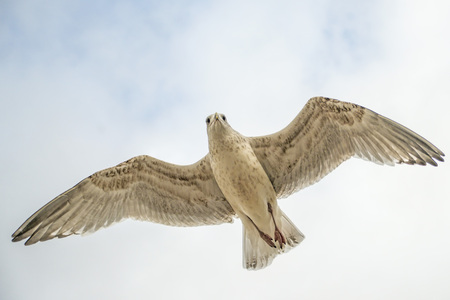 Herring gull flying over the Baltic seaの写真素材