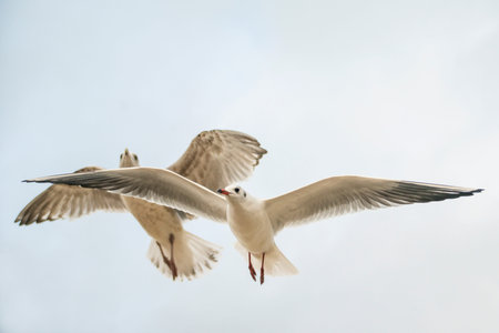 black headed gulls flying
の写真素材
