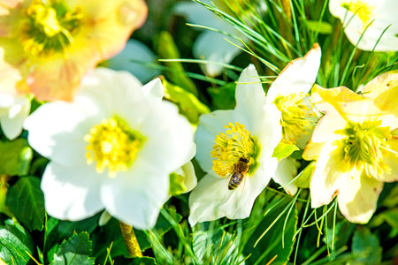 a blooming hellebore in a gardenの写真素材