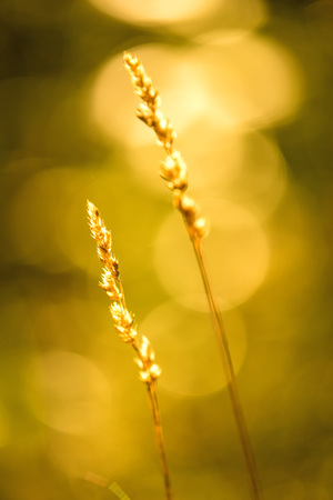 grass in back light with blurred backgroundの写真素材