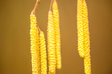 Hazelnut blossom in Germany in wintertimeの写真素材