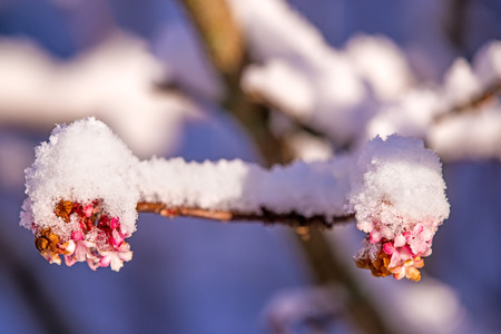 viburnum bush with blossom buds with snow capの写真素材