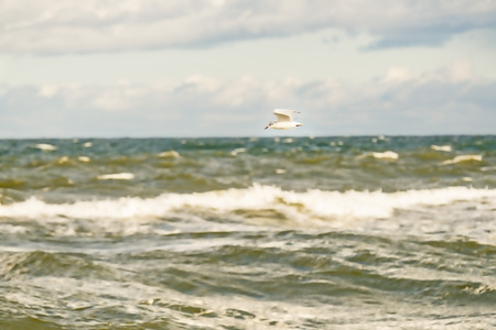 black headed gull flying deep over the Baltic seaの写真素材