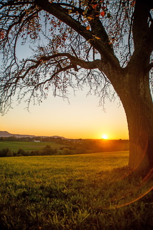 sunset in autumn with treeの写真素材