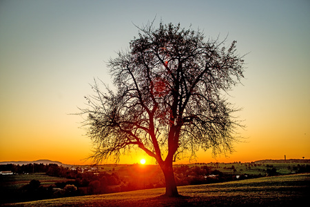 sunset in autumn with treeの写真素材