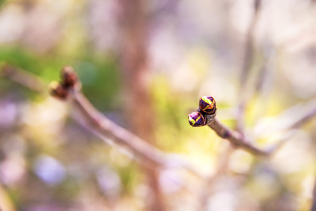 Tree bud in early springの写真素材