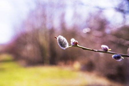 Willow blossom in springtime in Germany