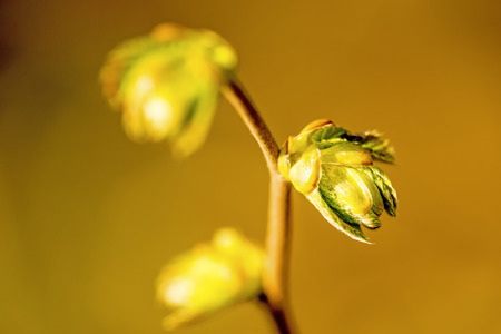 leaf bud of a tree in springの写真素材