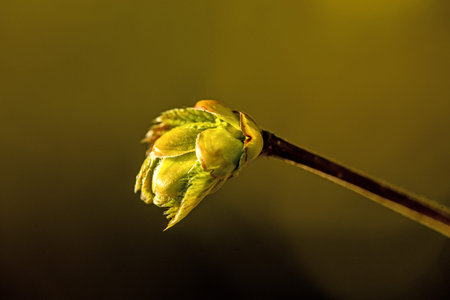 tree bud in early spring