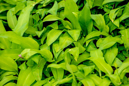 Wild garlic in a German forest