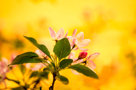 cherry blossom, branch with flowers