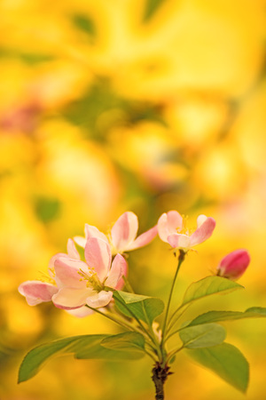cherry blossom, branch with flowersの写真素材