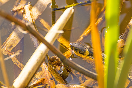 European grass snake in a moor lake in Polandの写真素材