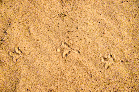 Tracks of a gull in sand