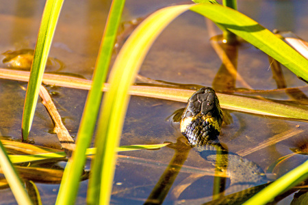 European grass snake in a moor lake in Polandの写真素材