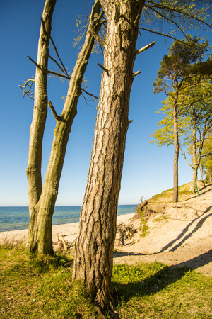 Baltic Sea in Poland with pines and dunesの写真素材