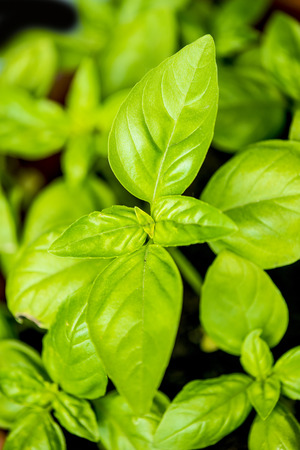 basil, closeup of the leavesの写真素材