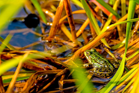 common water frog in a pondの写真素材