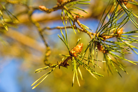 Scots pine, young, green shoots in springの写真素材