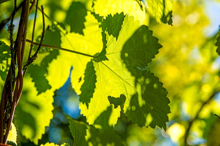 hops, leaf in back lightの写真素材